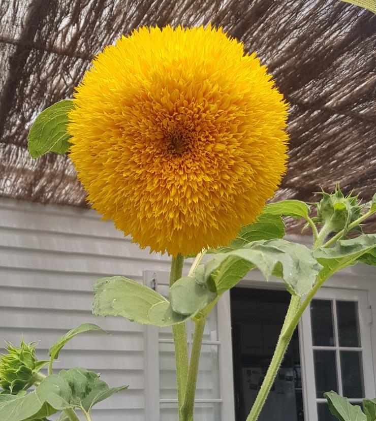 Seasonal Reflections: Summer