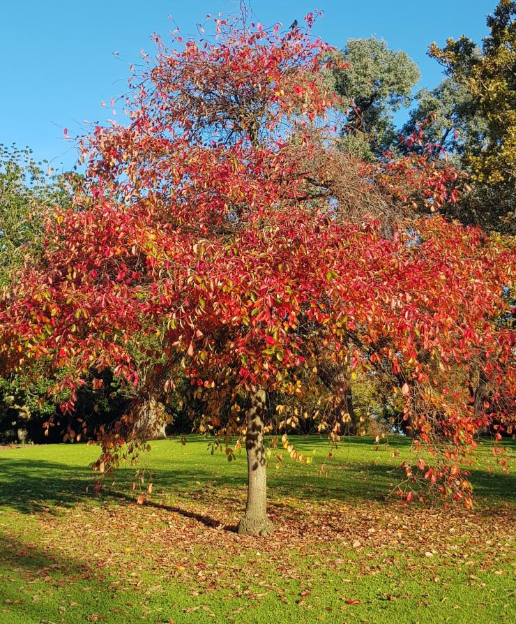 Seasonal Reflections: Autumn